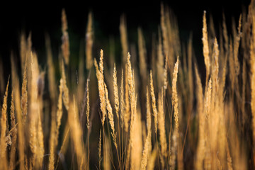 Dry herb on autumn meadow