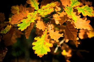 abstract aitimn leafs