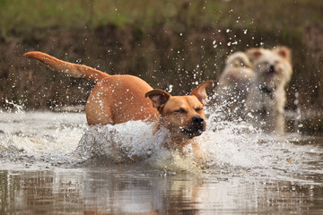 Labrador im Wasser