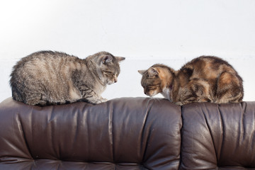 Two cats on the couch
