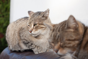 Two cats on the couch
