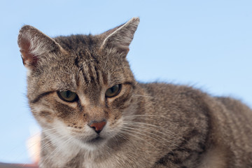 
portrait of a cat , Cute cat relaxes and dreams 

