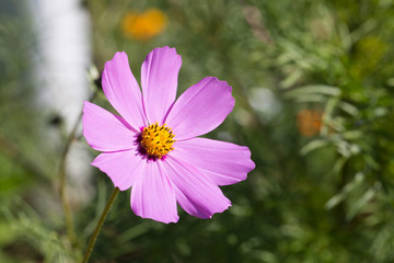 Obraz premium Die Herbst Anemone