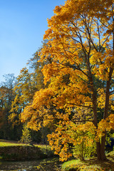 Fototapeta premium autumn Park