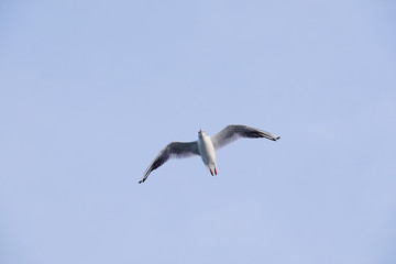 Fototapeta na wymiar The image of seagull