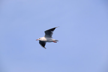 The image of seagull
