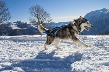 Alaskan Malamute