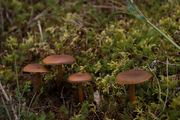 Norwegian Mushroom Surprise Webcap or Red-gilled