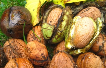 Frische Walnüsse in der Hülle