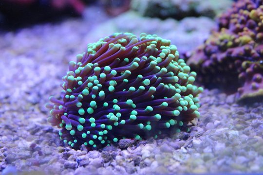 Coral in Reef Aquarium