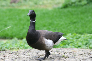 Brent Goose  (Branta bernicla bernicla)