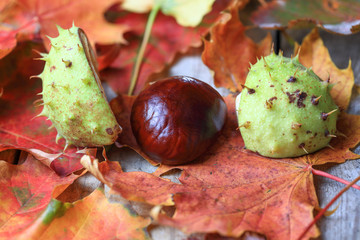 Herbstliches3