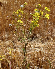 Greiskraut,Kreuzkraut