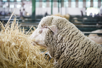 Oveja merina blanca. Oveja merina extreme&ntilde;a. Ovejas en el granero.