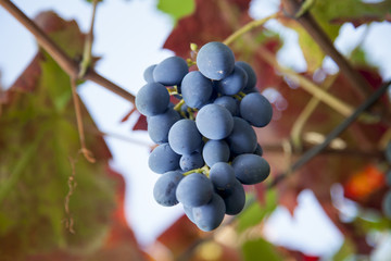 Ripe grapes in vineyard.