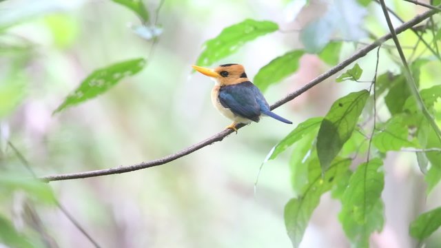 Yellow-billed Kingfisher (Syma torotoro) in Papua New Guinea
