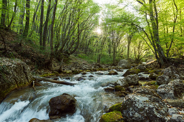 Mountain River in the wood