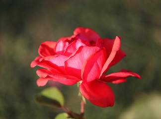 Beautiful flower of a rose
