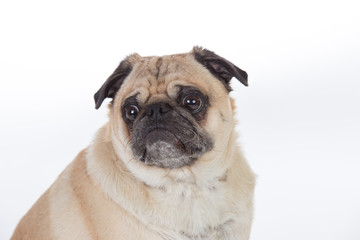 Fototapeta premium Pug dog in studio.