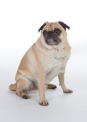 Obraz premium Pug dog in studio.