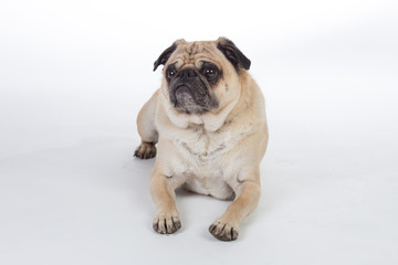 Pug dog in studio.