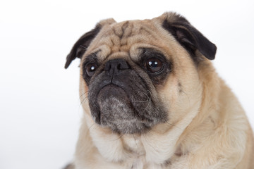 Pug dog in studio.