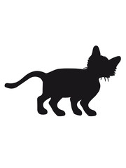 funny cute little kitten silhouette