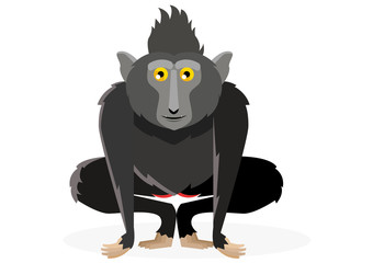 macaco negro crestado