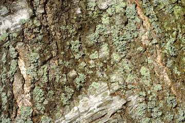 Tree bark background.