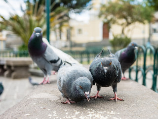 Pigeons eating rice