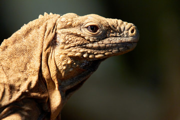 Portrait of cuban iguana