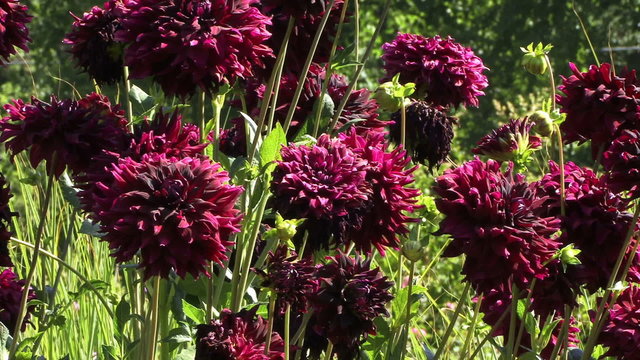 Blooms 0501: Dark red dahlias sway in a sunny breeze.