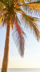Fototapeta na wymiar Closeup image of sunlit coconut palm tree on ocean beach