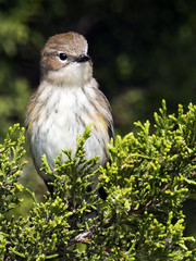 Yellow-rumped Warbler sitting in tree.