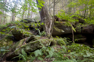 Fototapeta premium A view of the Ice Glen in Stockbridge, Massachusetts.