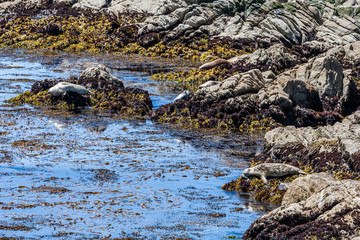 Sea lions near Cypress Point, 17 Mile Drive