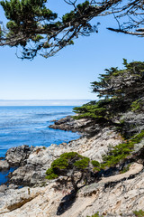 Lone Cypress between Sunset Point and Midway Point