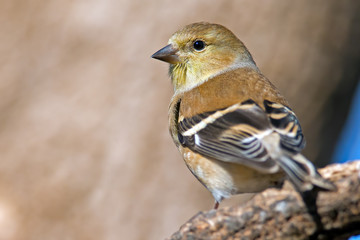 Male American Goldfinch Winter Plumage