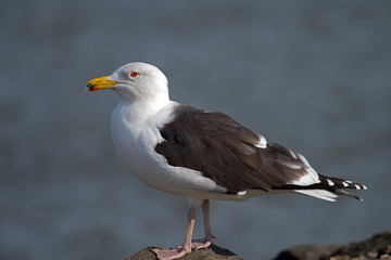 Great black-backed Gull on Jetty
