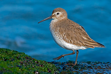 Dunlin on Moss Covered Jetty