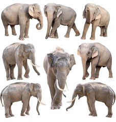 female and male asia elephant isolated