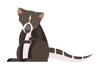 dingiso marsupial de Indonesia