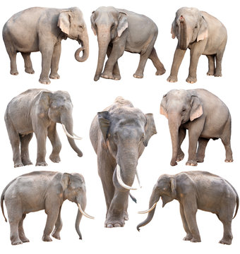 Fototapeta female and male asia elephant isolated