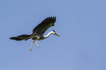 Grey heron flying isolated in blue sky, Sri Lanka