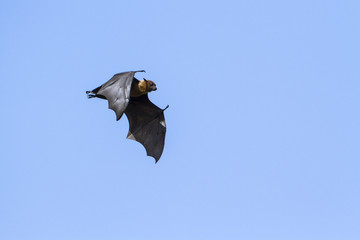 Indian Flying-fox in Tissamaharma, Sri Lanka