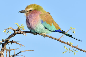 Lilac Breasted Roller