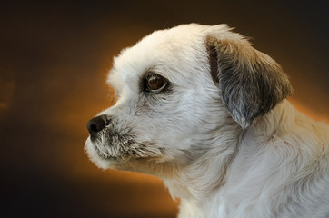 Lhasa Apso

