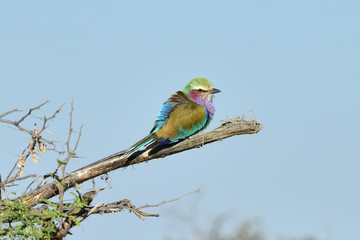 Lilac Breasted Roller