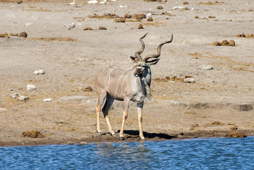 Kudu - Etosha, Namibia