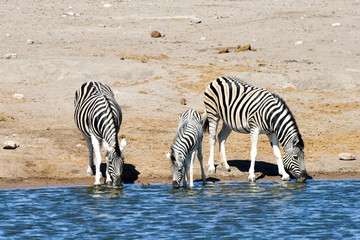 Fototapeta na wymiar Zebras - Etosha, Namibia